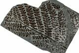 Carboniferous Fossil Fern (Lescurofiteris) - France #334678-1